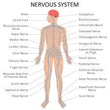 learn more about nervous system